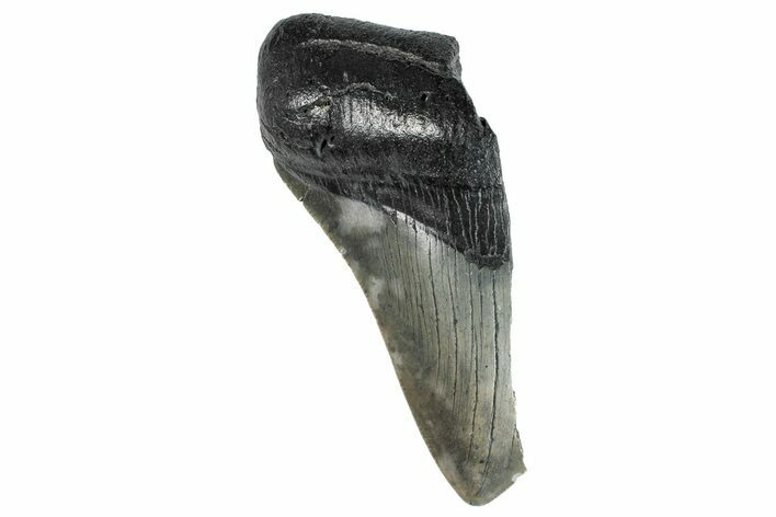 Partial Fossil Megalodon Tooth - Serrated Blade #268649
